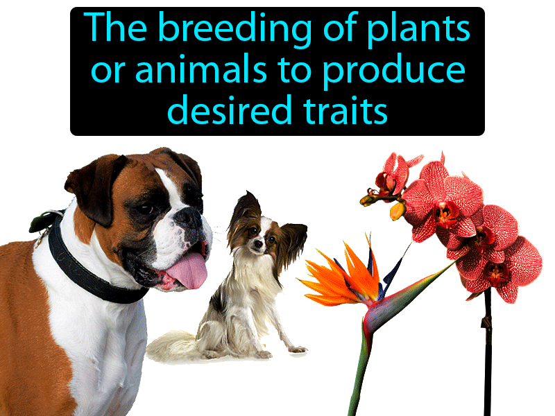 Selective Breeding Definition with no text