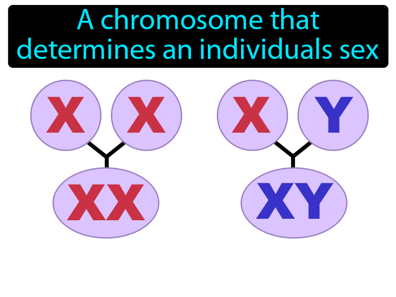 Sex Chromosome Definition with no text