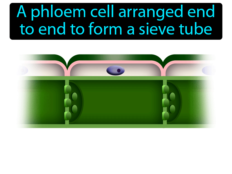 Sieve Tube Element Definition with no text