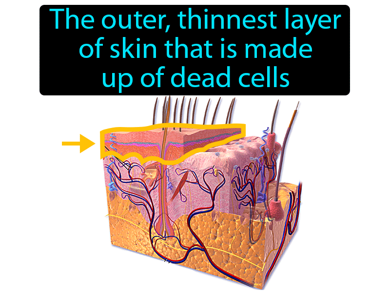 Skin Epidermis Definition with no text