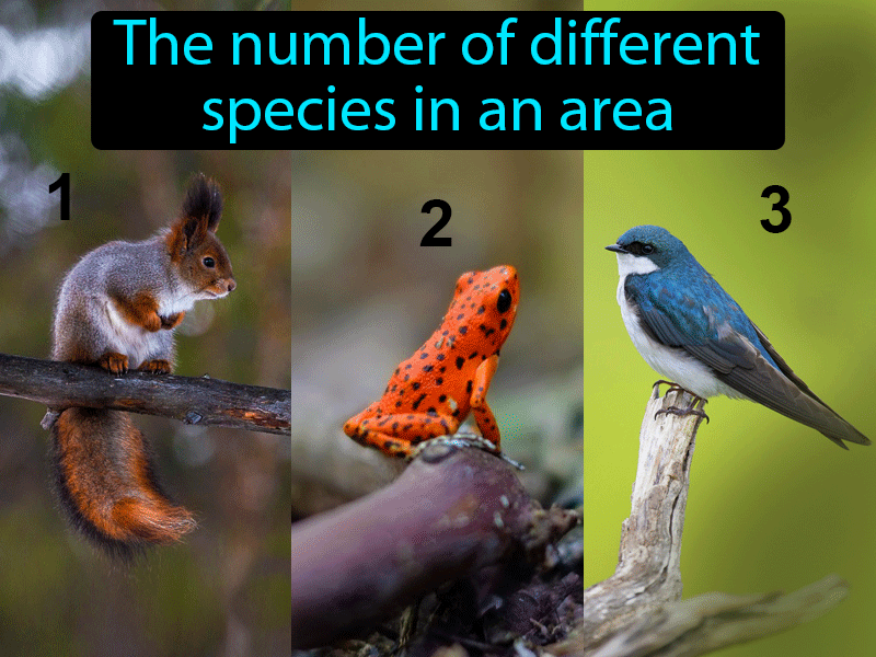 Species Diversity Definition with no text