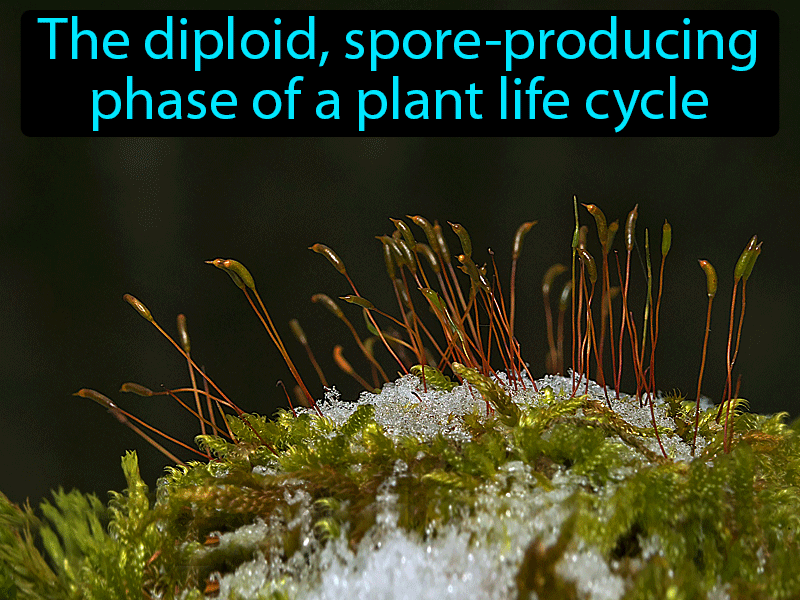 Sporophyte Definition with no text