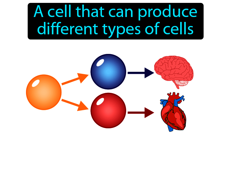 Stem Cell Definition with no text