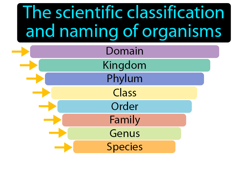 Taxonomy Definition with no text