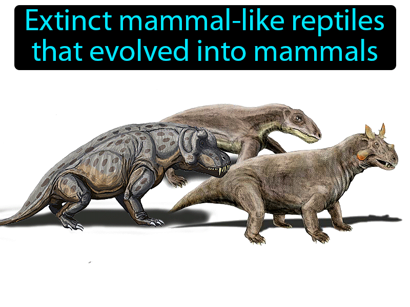 Therapsid Definition with no text