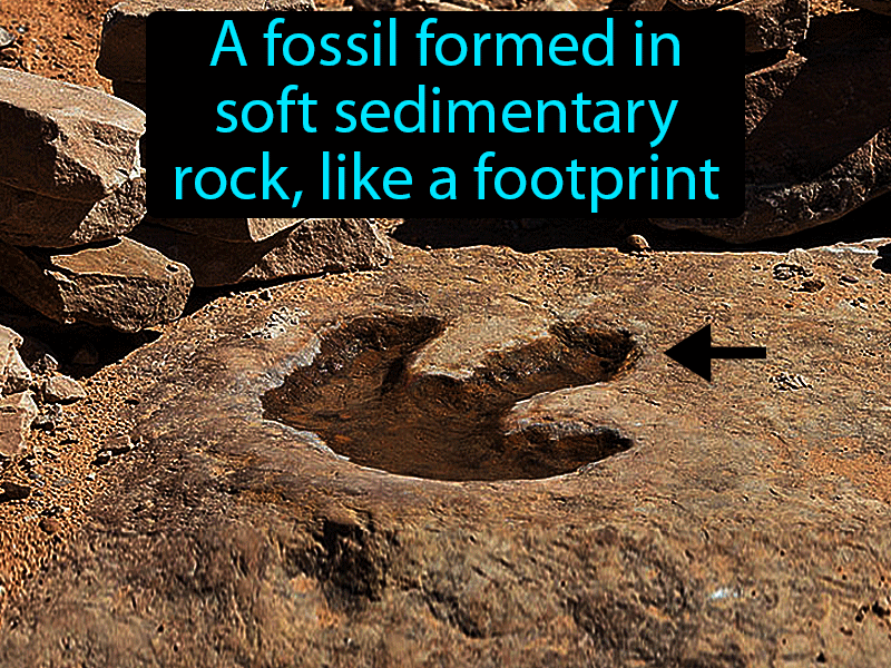 Trace Fossil Definition with no text