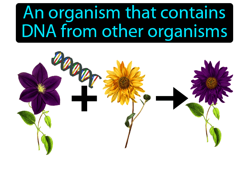 Transgenic Definition with no text