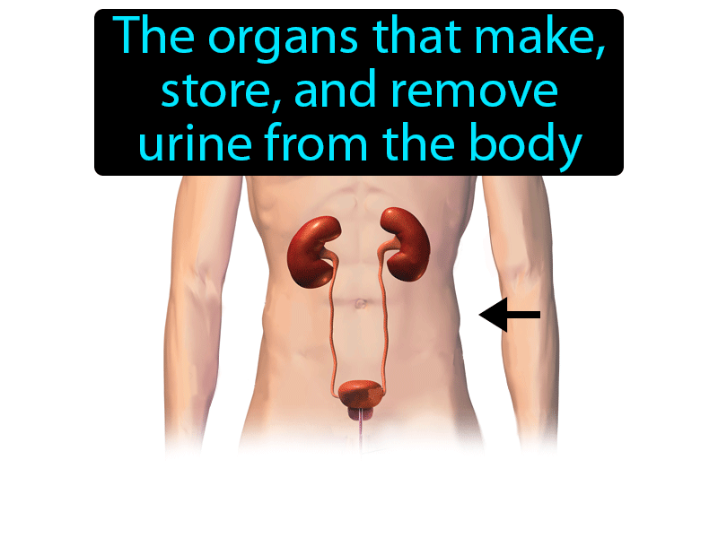 Urinary System Definition with no text