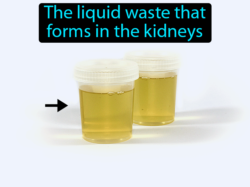 Urine Definition with no text