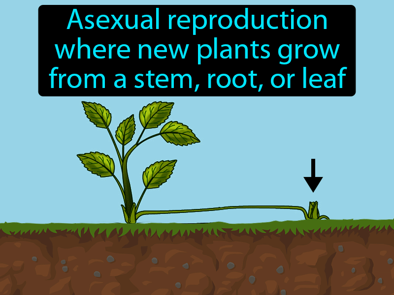 Vegetative Reproduction Definition with no text