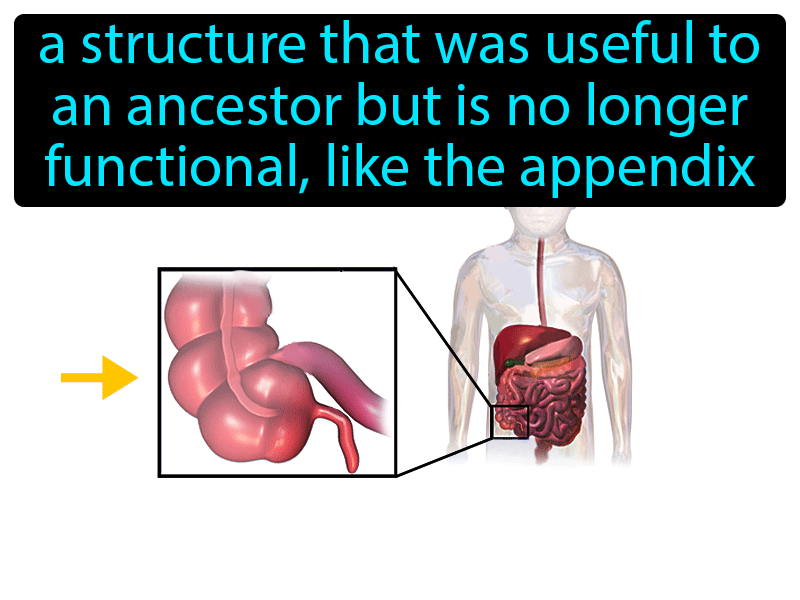 Vestigial Structure Definition with no text