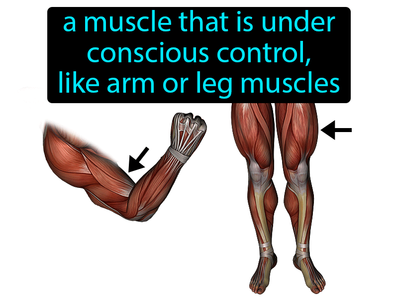 Voluntary Muscle Definition with no text