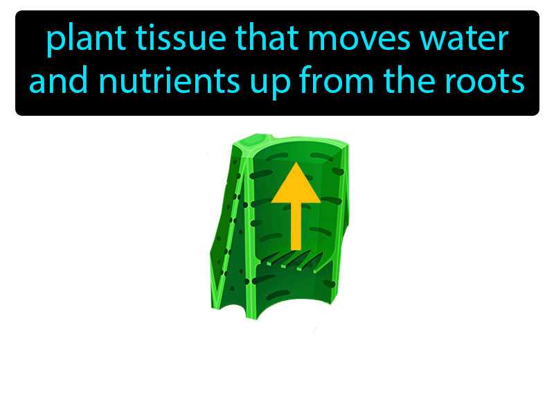Xylem Definition with no text