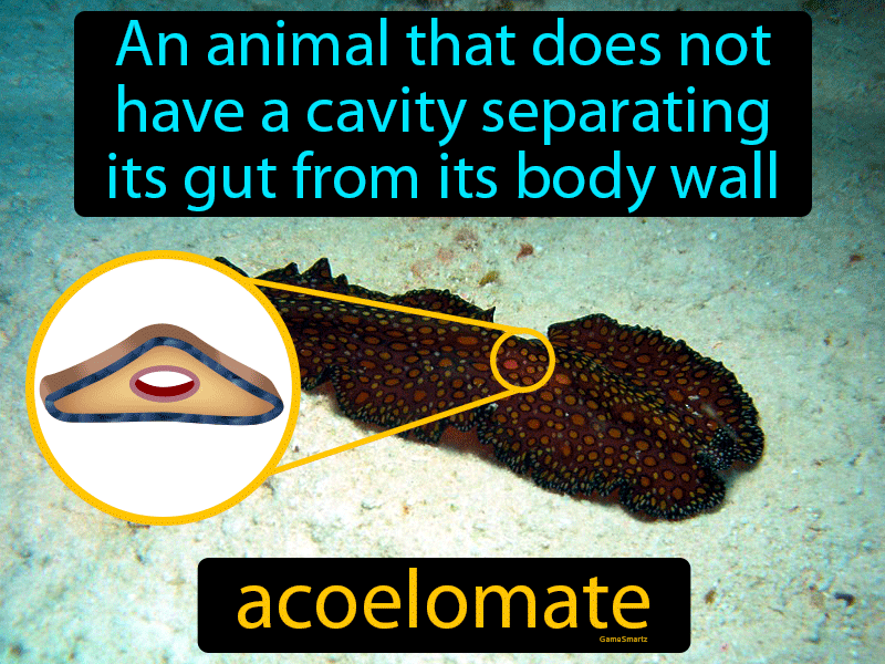 Acoelomate Definition