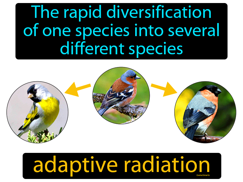 Adaptive Radiation Definition