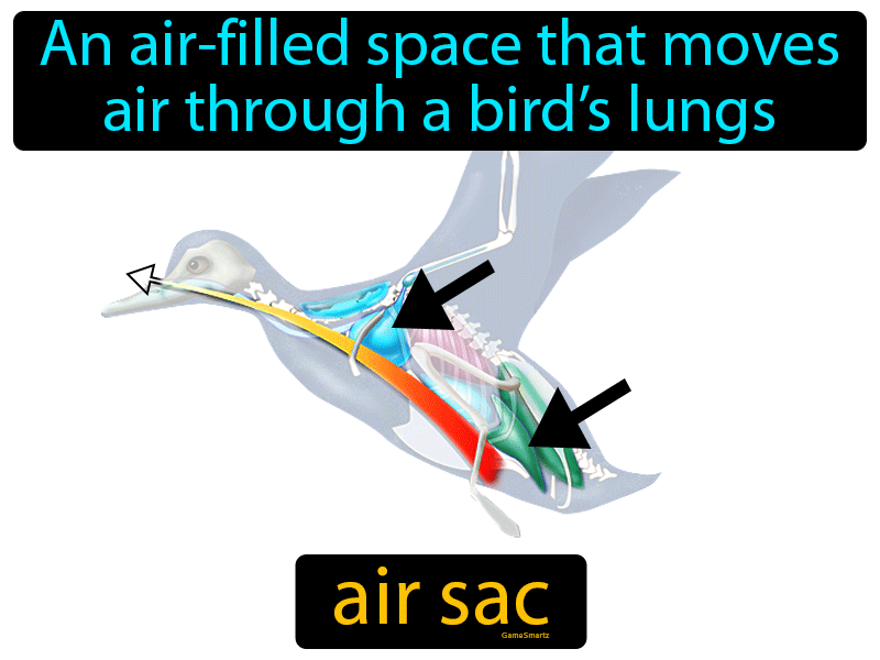 Air Sac Definition