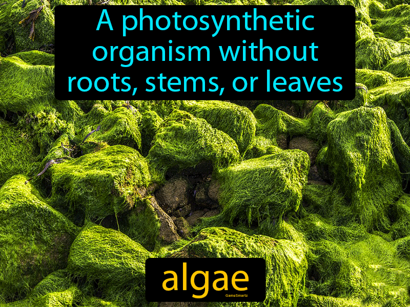 Algae Definition