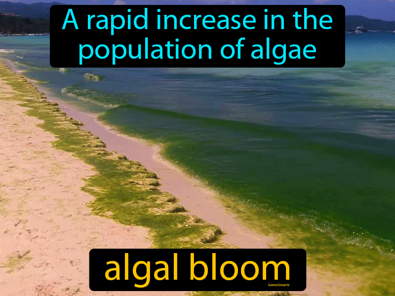 Algal Bloom Definition