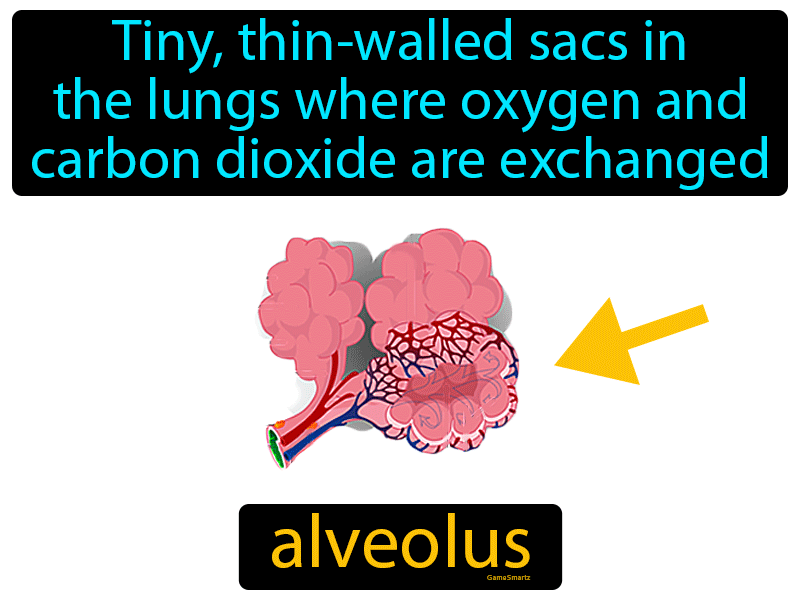 Alveolus Definition