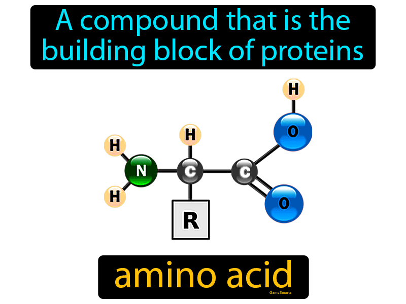 Amino Acid Definition