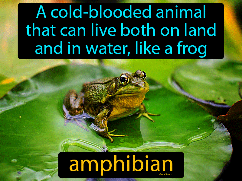 Amphibian Definition
