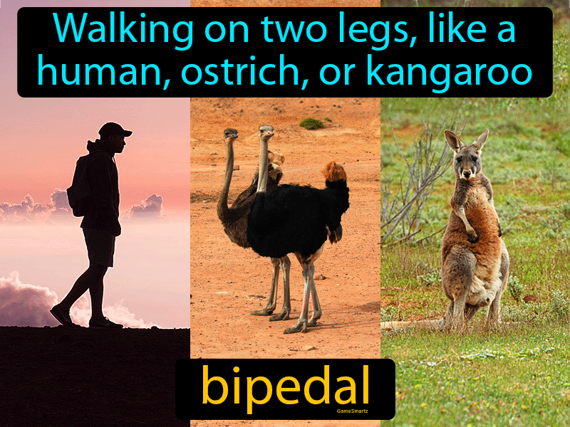Bipedal Definition