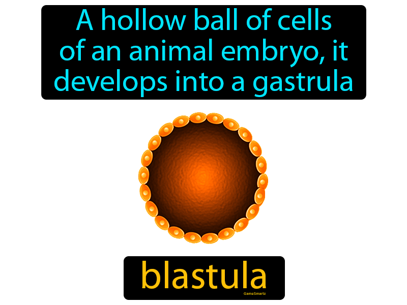 Blastula Definition