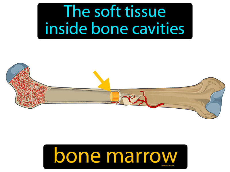 Bone Marrow Definition