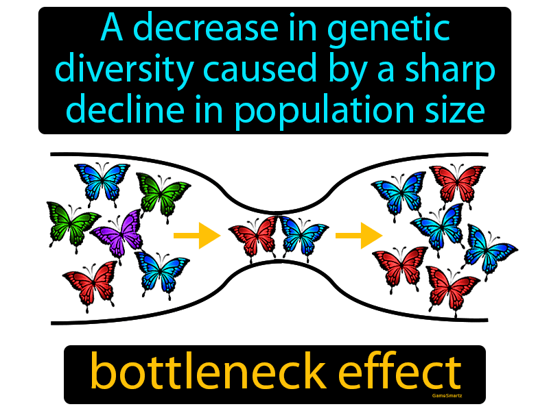 Bottleneck Effect Definition