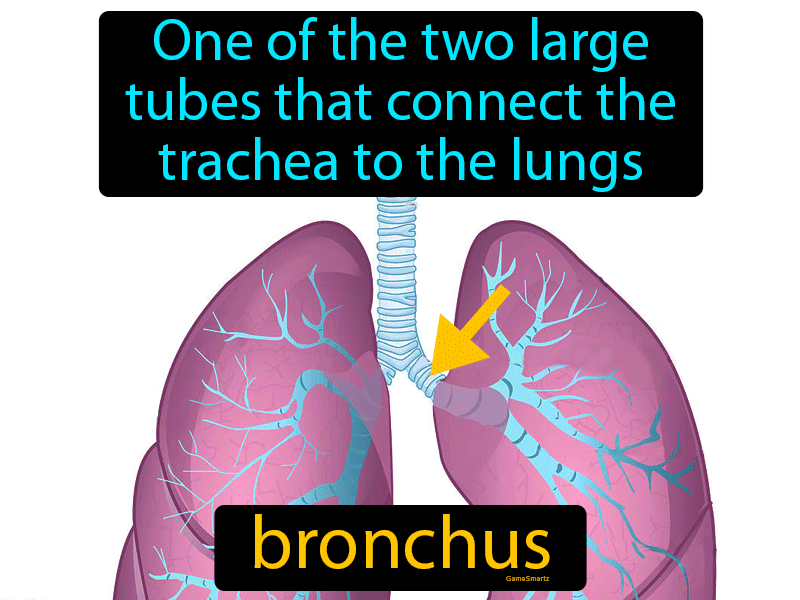 Bronchus Definition