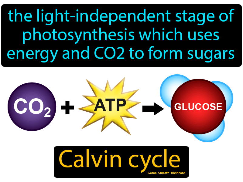 Calvin Cycle Definition