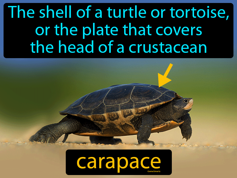 Carapace Definition