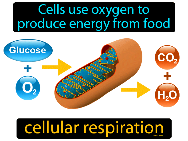 Cellular Respiration Definition