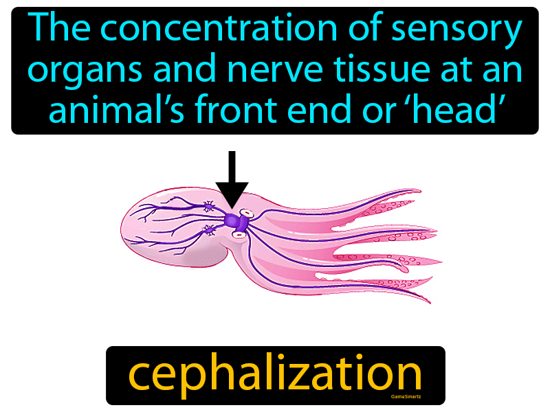 Cephalization Definition