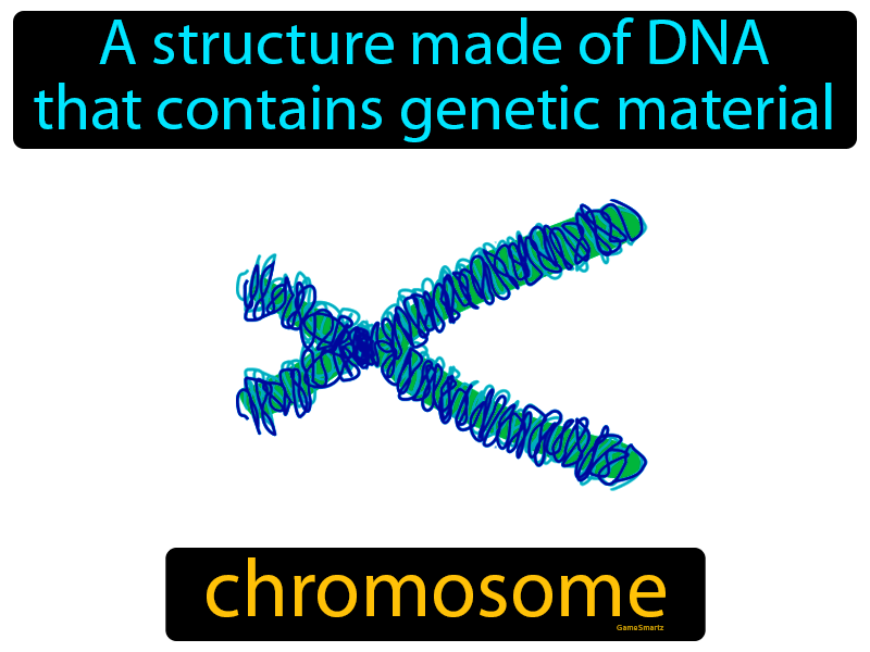 Chromosome Definition