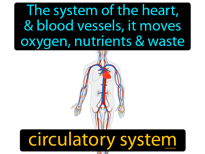 Circulatory System Definition