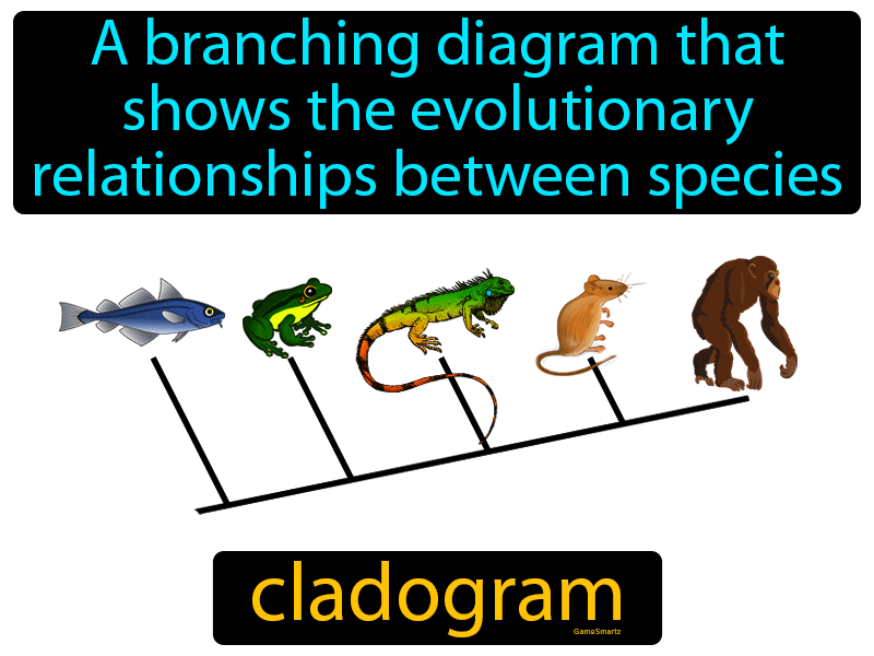 Cladogram Definition