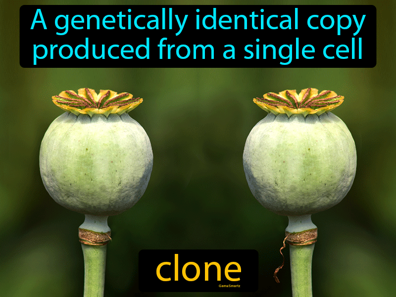 Clone Definition