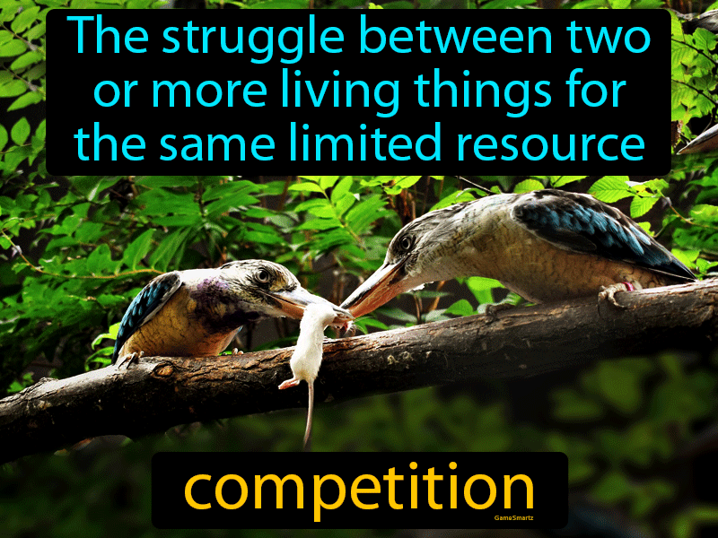 Competition Definition