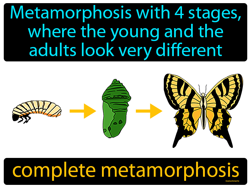 Complete Metamorphosis Definition