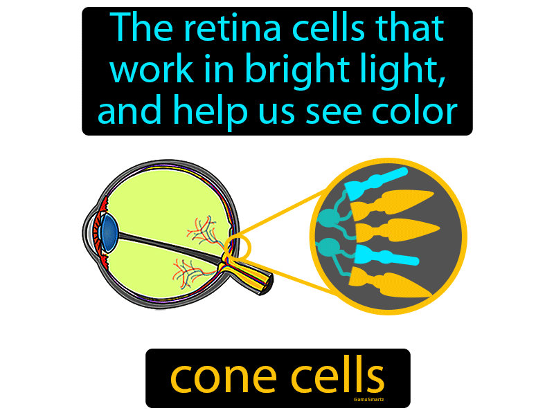 Cone Cells Definition