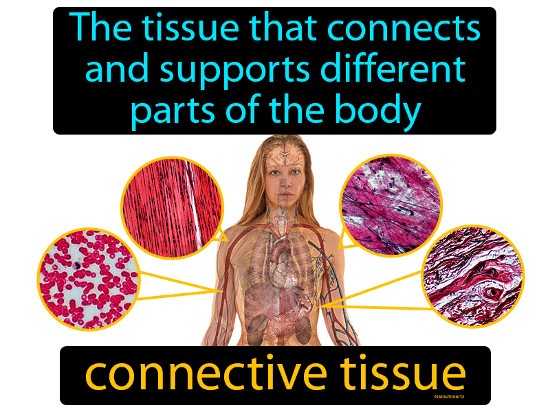 Connective Tissue Definition