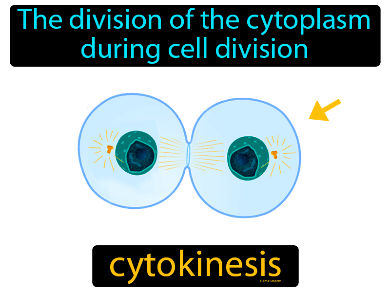 Cytokinesis Definition