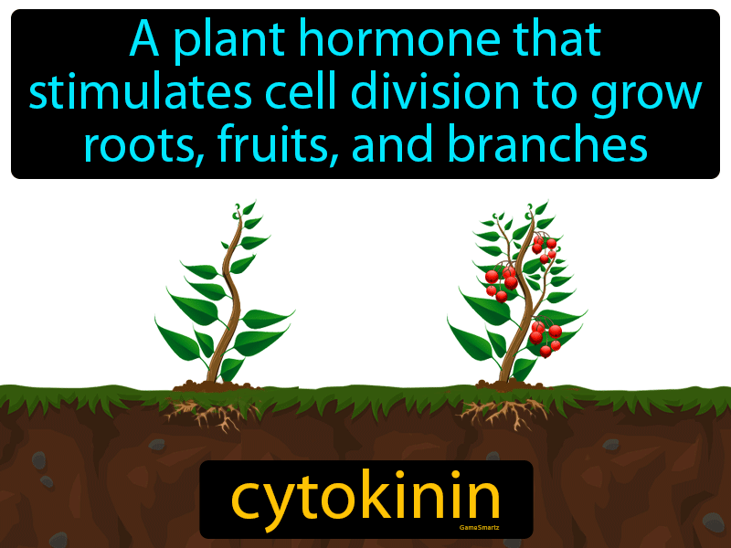 Cytokinin Definition
