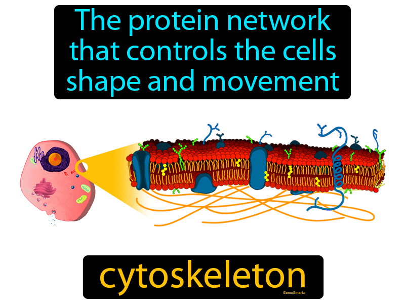 Cytoskeleton Definition
