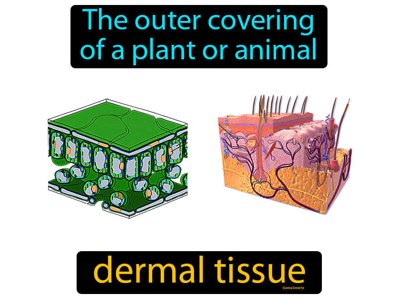 Dermal Tissue Definition