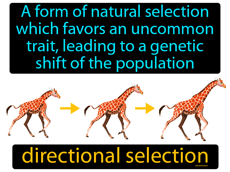 Directional Selection Definition
