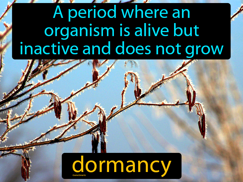 Dormancy Definition