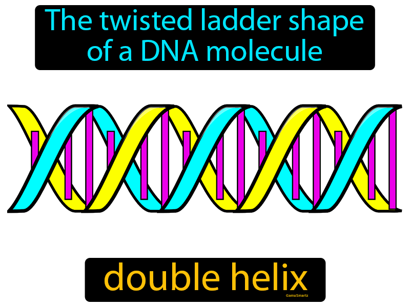 Double Helix Definition