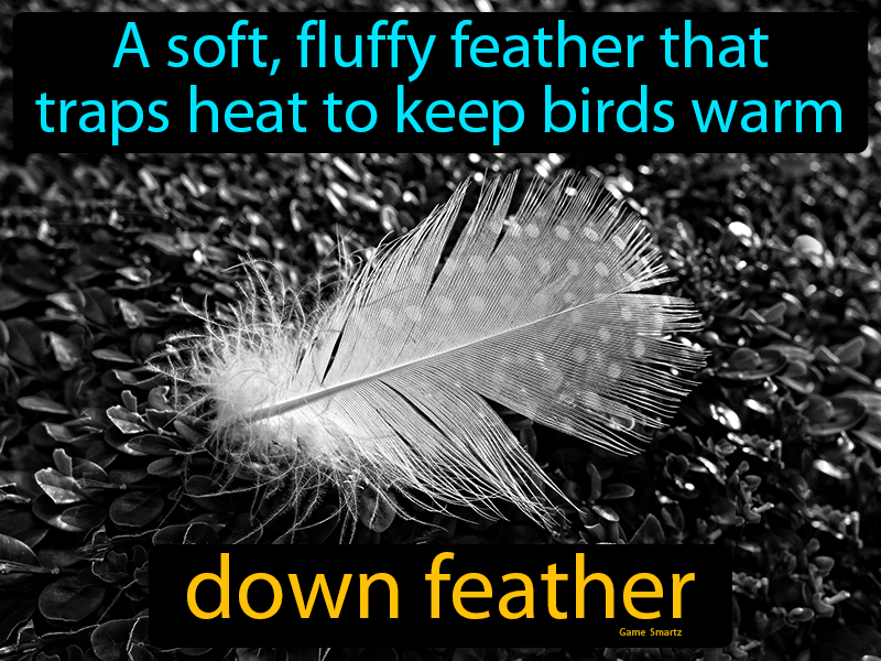 Down Feather Definition